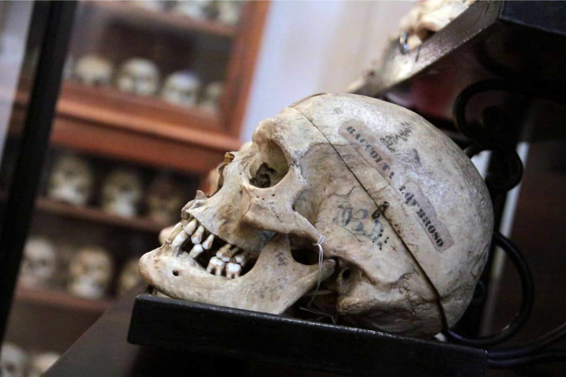 Museo Cesare Lombroso