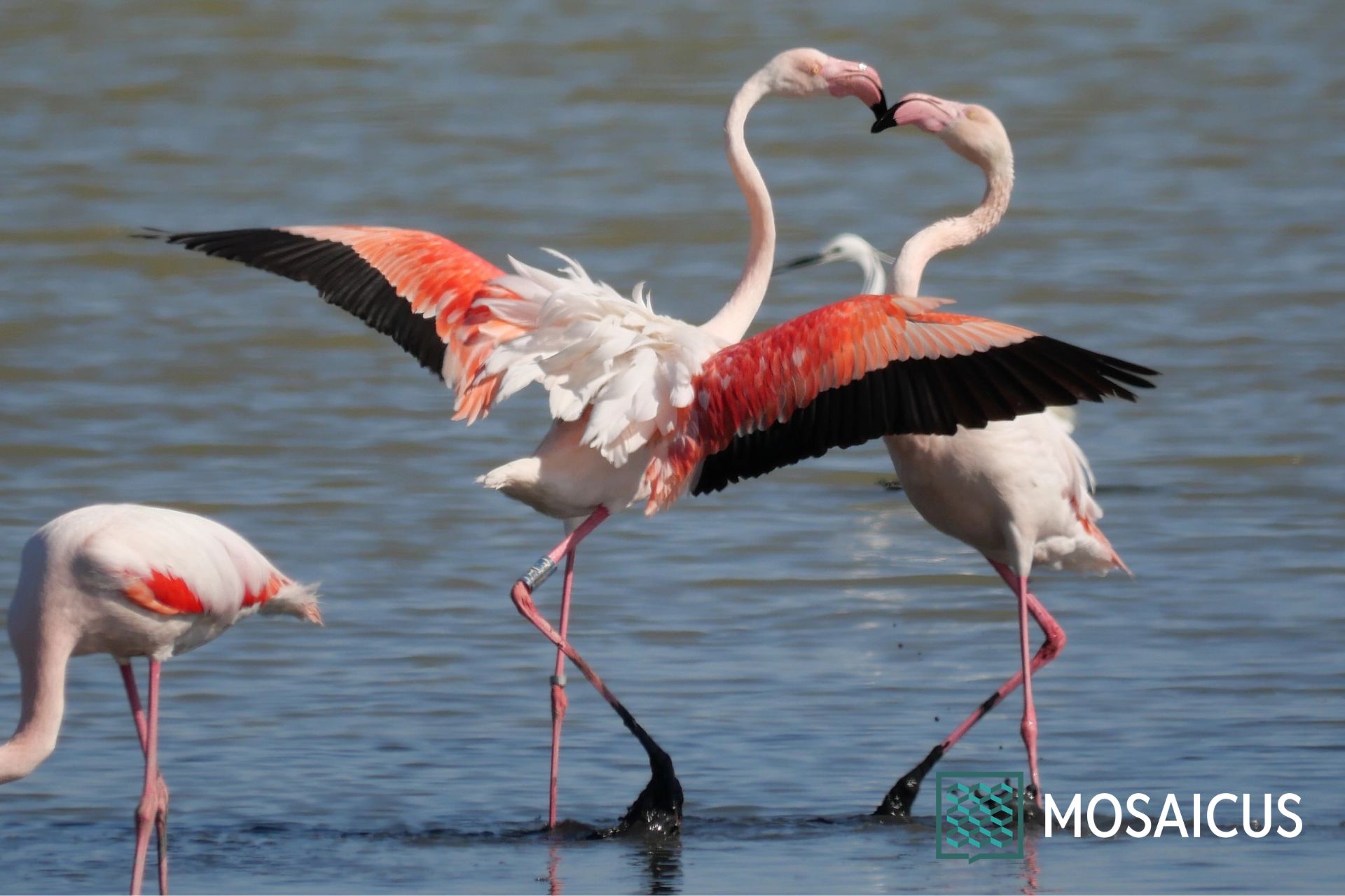 Visita guidata Comacchio