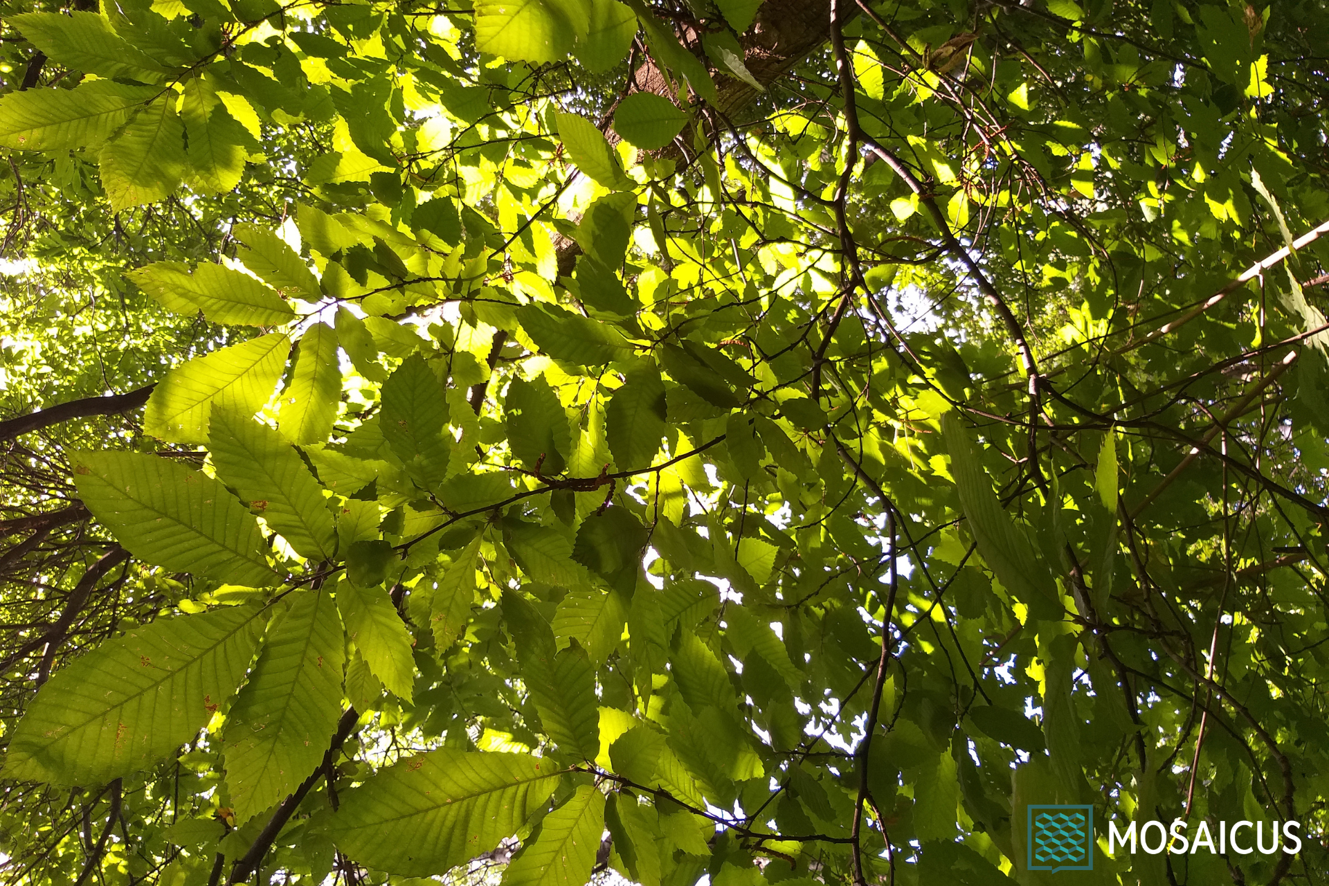 Visita guidata Bric Maddalena Arboretum Taurinense