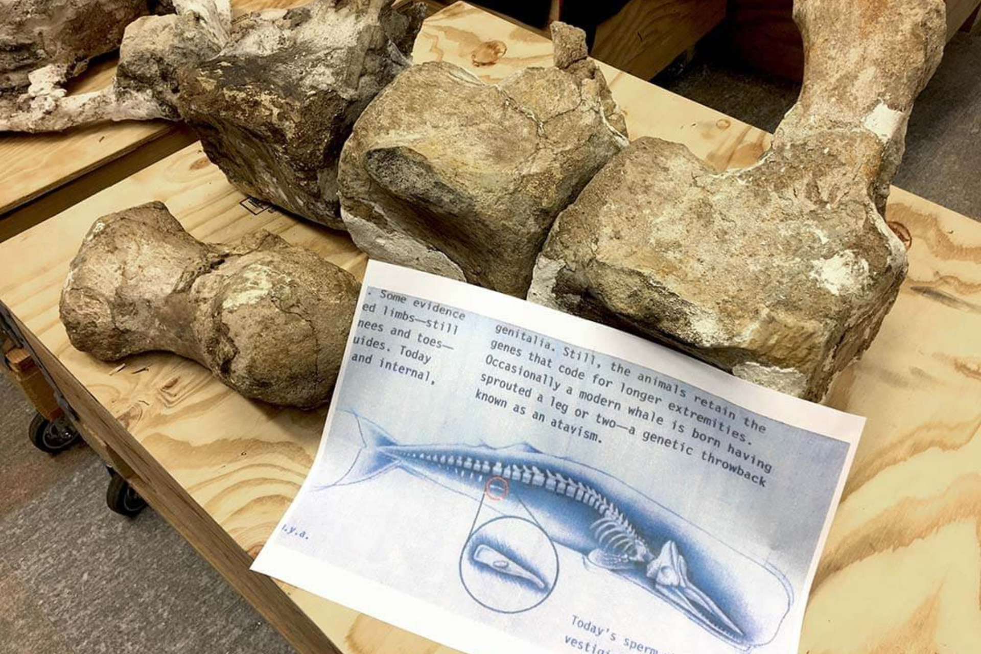 Asti: dal mare del Miocene al Medioevo – Visita guidata