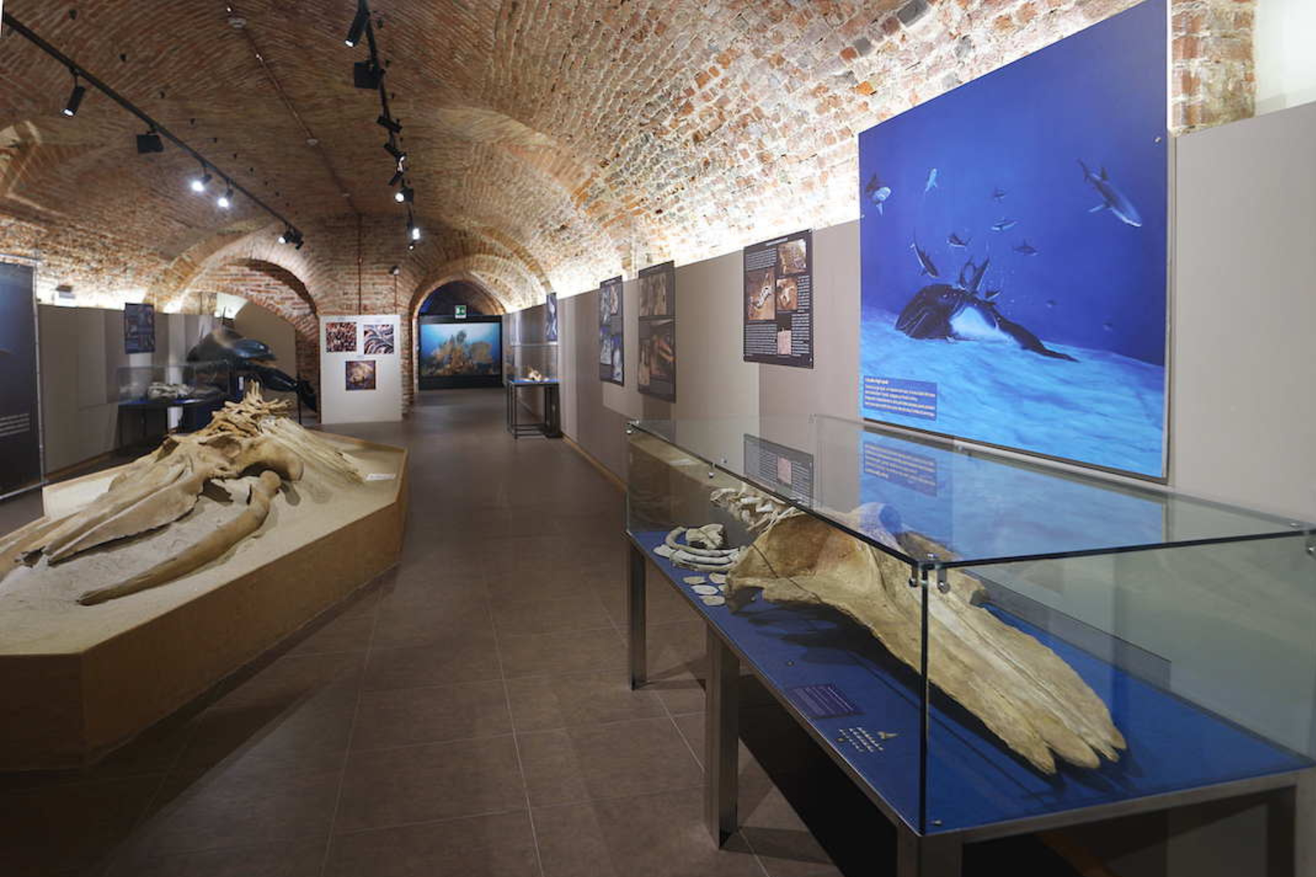 Asti: dal mare del Miocene al Medioevo – Visita guidata